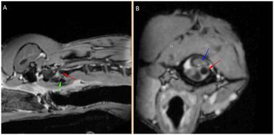 Case report: Atlantoaxial instability and subluxation in a dog with Ehlers–Danlos syndrome